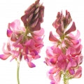 Sainfoins Fragrances - Shop inspired-by fragrances at Fragrenza