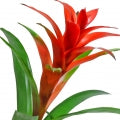 Bromelia Fragrances - Shop inspired-by fragrances at Fragrenza