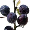 Blackthorn Fragrances - Shop inspired-by fragrances at Fragrenza