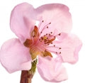 Nectarine blossom