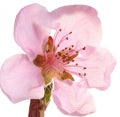 Illustration representing Nectarine blossom Fragrances