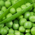 Pea Fragrances