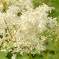 Spiraea Fragrances - Shop inspired-by fragrances at Fragrenza
