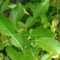Hatkora lemon Fragrances - Shop inspired-by fragrances at Fragrenza