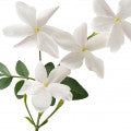 Illustration representing Hedione Fragrances
