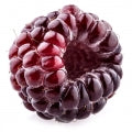 Dewberry Fragrances - Shop inspired-by fragrances at Fragrenza