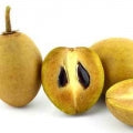 Sapodilla Fragrances - Shop inspired-by fragrances at Fragrenza