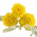 Santolina Fragrances - Shop inspired-by fragrances at Fragrenza