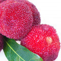 Yumberry Fragrances - Shop inspired-by fragrances at Fragrenza