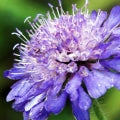 Field scabious Fragrances - Shop inspired-by fragrances at Fragrenza