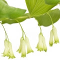 Solomon`s seal