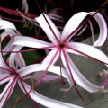 Illustration representing Crinum lily Fragrances