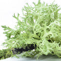 Lichen Fragrances - Shop inspired-by fragrances at Fragrenza