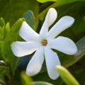 Monoi Oil Fragrances