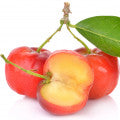 Acerola Fragrances - Shop inspired-by fragrances at Fragrenza