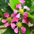 Acerola blossom Fragrances