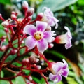 Carambola blossom
