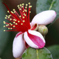 Guava blossom Fragrances - Shop inspired-by fragrances at Fragrenza