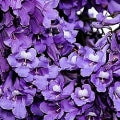 Jacaranda Fragrances - Shop inspired-by fragrances at Fragrenza