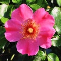 Rosa rubiginosa Fragrances