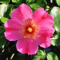 Rosa rubiginosa Fragrances - Shop inspired-by fragrances at Fragrenza