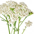 Yarrow