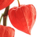 Ground Cherry Fragrances - Shop inspired-by fragrances at Fragrenza