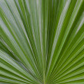 Saw palmetto