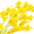 Goldenrod Fragrances - Shop inspired-by fragrances at Fragrenza