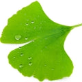 Ginkgo Fragrances - Shop inspired-by fragrances at Fragrenza
