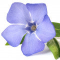 Periwinkle Fragrances - Shop inspired-by fragrances at Fragrenza