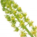 Reseda Fragrances - Shop inspired-by fragrances at Fragrenza