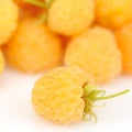 Cloudberry Fragrances - Shop inspired-by fragrances at Fragrenza