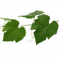 Grape leaves