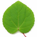 Katsura leaf Fragrances