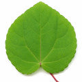 Katsura leaf Fragrances - Shop inspired-by fragrances at Fragrenza