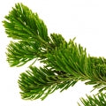 Canadian Balsam Fragrances