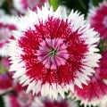 Dianthus Fragrances - Shop inspired-by fragrances at Fragrenza
