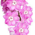 Hoary Stock Fragrances
