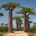 Baobab Fragrances - Shop inspired-by fragrances at Fragrenza
