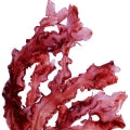 Illustration representing Red Algae Fragrances