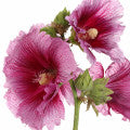 Hollyhock Fragrances - Shop inspired-by fragrances at Fragrenza