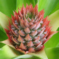 Illustration representing Pineapple Fragrances