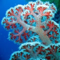 Coral Reef Fragrances