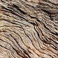 Bark Fragrances - Shop inspired-by fragrances at Fragrenza