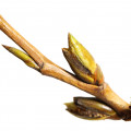 Cottonwood (Poplar) Fragrances - Shop inspired-by fragrances at Fragrenza