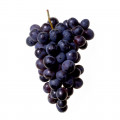 Pinot Noir grapes