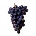 Illustration representing Pinot Noir grapes Fragrances