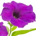 Petunia