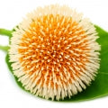 Kadam Fragrances